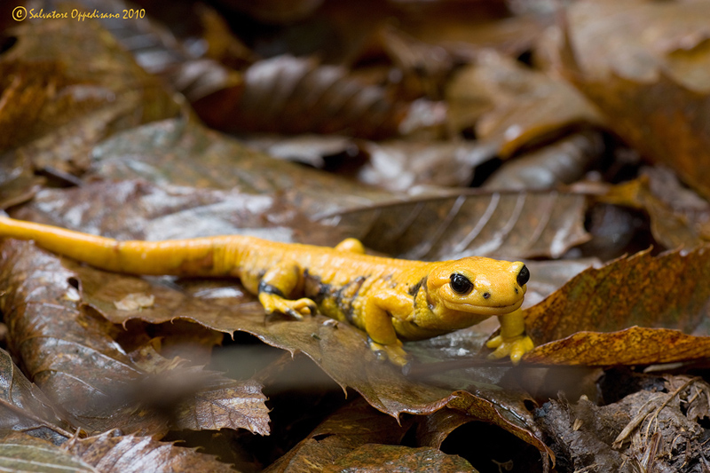 da identificare - Salamandra salamandra gigliolii